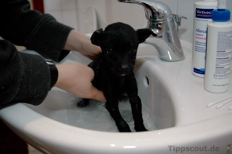 Hund waschen So baden Hunde lieber Tippscout.de