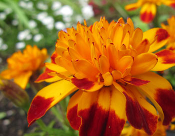 Makroaufnahme Blume - (Foto: Markus Schraudolph) Makroaufnahme Blume - (Foto: Markus Schraudolph)