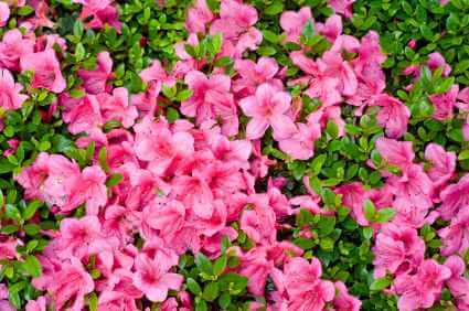 Rhododendron mit rosa Blüten - (Foto: iStockphoto/Qiang Fu) Rhododendron mit rosa Blüten - (Foto: iStockphoto/Qiang Fu)