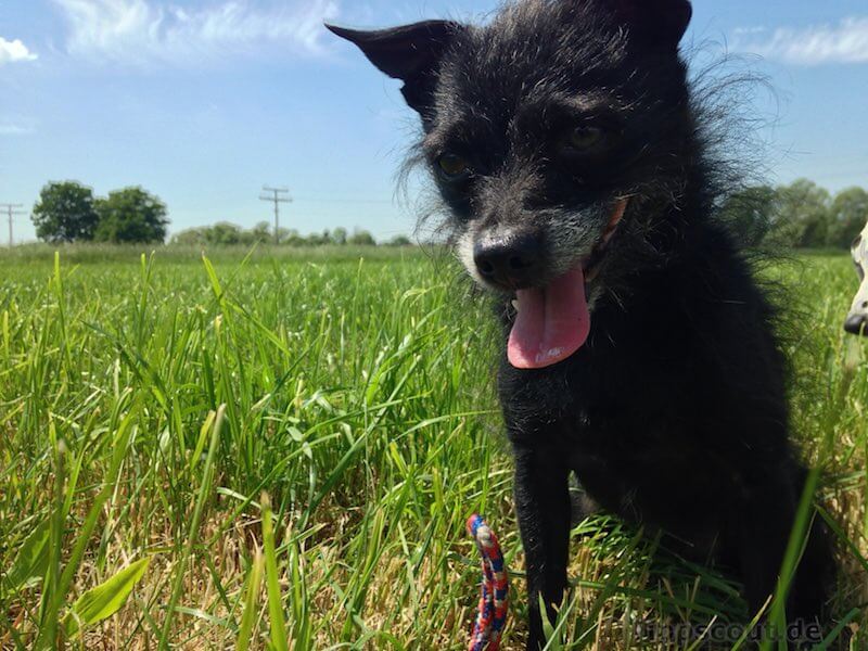 Smartphone-Bild mit chico - (Foto: Martin Goldmann) Smartphone-Bild mit chico - (Foto: Martin Goldmann)