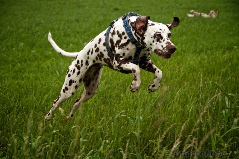 hund springt