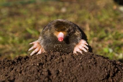 Der Maulwurf Im Garten Funf Grunde Warum Er Bleiben Darf