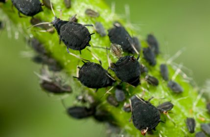 Schwarze Blattläuse auf einem Stiel - (Foto: iStockphoto/Chris Mansfield)