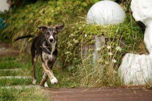 Hund kommt - (Foto: Martin Goldmann)