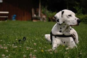 Hund macht Platz - (Foto: Martin Goldmann)