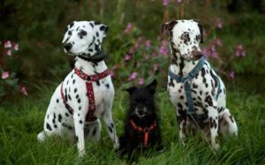 Hund macht Sitz - (Foto: Martin Goldmann)