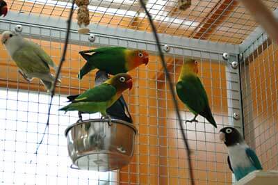 Vogelkafig Gitter Und Aufstellort Sind Wichtig Tippscout De