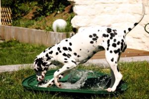 Hund spielt mit Wasser - (Foto: Martin Goldmann)