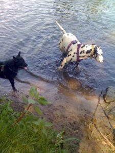 Hunde beim Baden an seichter Uferstelle - (Foto: Martin Goldmann)