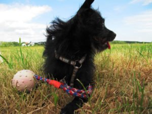 Hund liegt mit seinem Spielzeug auf der Wiese - (Foto: Martin Goldmann)