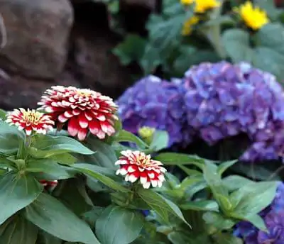 Blumen einpflanzen – so wird Ihr Garten schön | Tippscout.de | Tippscout.de