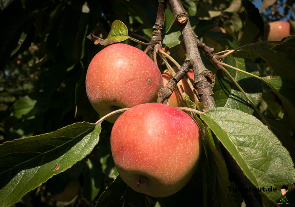 Äpfel an einem Baum