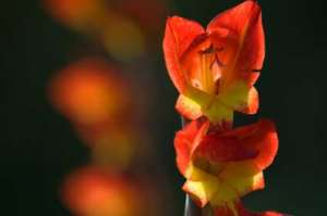 Orangerote Gladiole - (Foto: iStockphoto/ingmar wesemann) Orangerote Gladiole - (Foto: iStockphoto/ingmar wesemann)