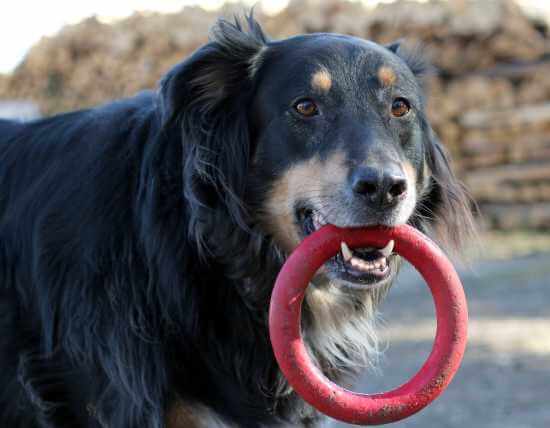 Hund mit Spielzeug - (Foto: Markus Schraudolph) Hund mit Spielzeug - (Foto: Markus Schraudolph)