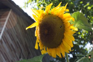 Sonnenblume im Garten