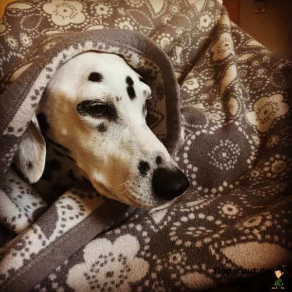 Ist der Hund krank? So erkennen Sie es Tippscout.de