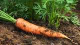Karotte im Garten