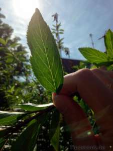 Ein Blatt im Gegenlicht - (Foto: Martin Goldmann)