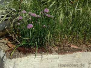 Schnittlauchblüten aus der Ferne - (Foto: Martin Goldmann)