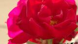 Eine Rose als Symbol für einen Liebesbeweis