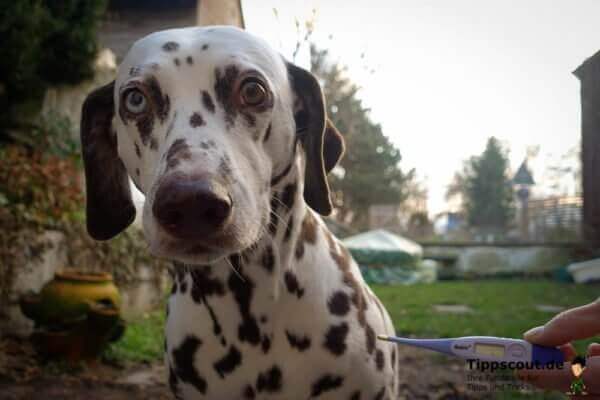Fieber messen beim Hund mit dieser Anleitung klappt es! Tippscout.de