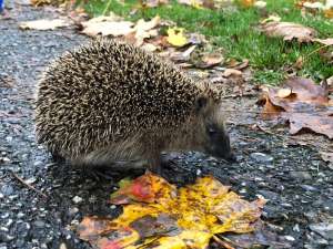 igel im winter